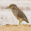 Bird watching at Abbotts Lagoon