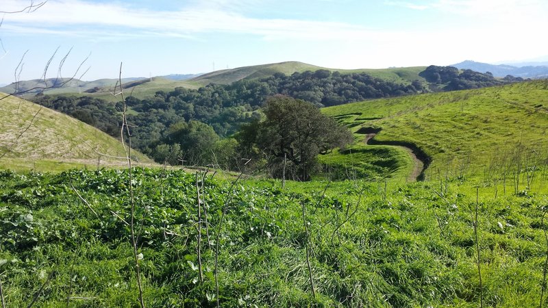 The start of the bump, jump and flow trail