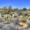 Dodgin' cholla on Gooseneck Trail