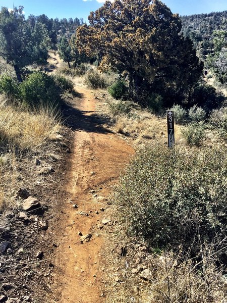 The end of Trail 316 and the start of Trail 317.  Trail to right leads to subdivision