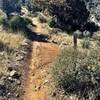 The end of Trail 316 and the start of Trail 317.  Trail to right leads to subdivision