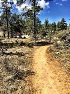 Trail 318 nearing the White Rock parking area
