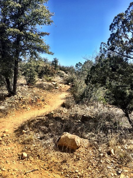 Trail 315 typical terrain