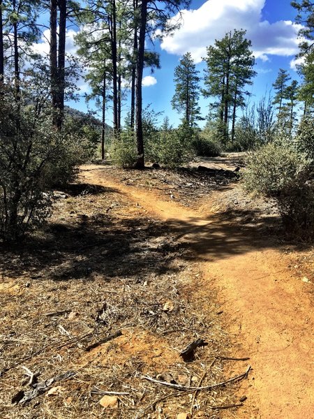 Trail 315 through a stand of pines