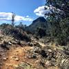 Trail 315 with Thumb Butte in the background