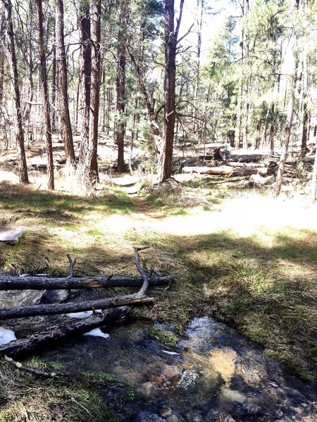 Trail 391 creek crossing