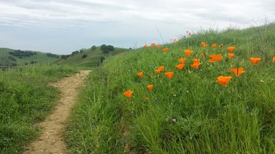 California Golden Poppies on Unfinished Business