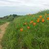 California Golden Poppies on Unfinished Business