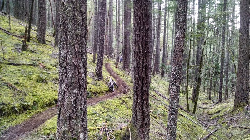 First time on lower Taylor Creek trail. Perfect flowy singletrack.