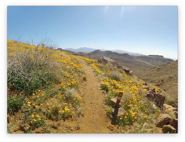 2.5 mile marker on the climb up Badger Trail. Flowers in February!