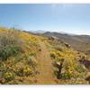 2.5 mile marker on the climb up Badger Trail. Flowers in February!