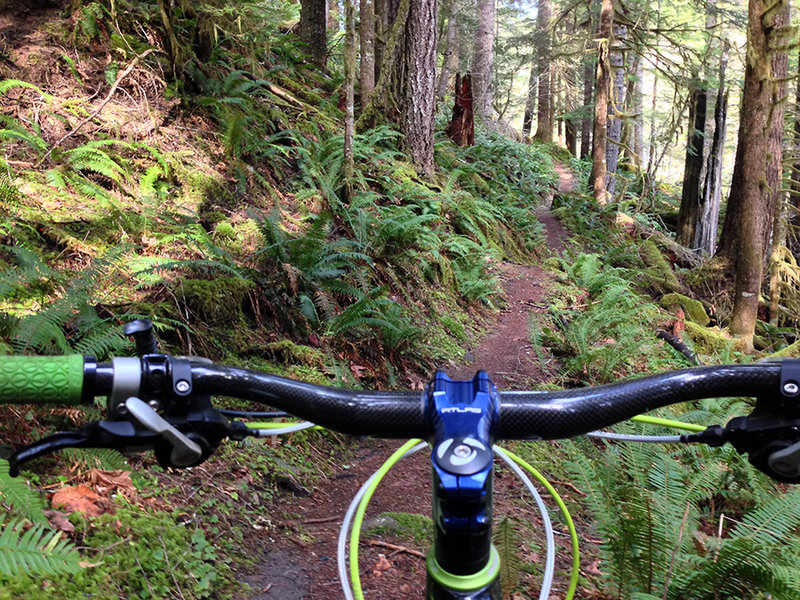 Primo Singletrack along the Lewis River!