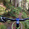Primo Singletrack along the Lewis River!