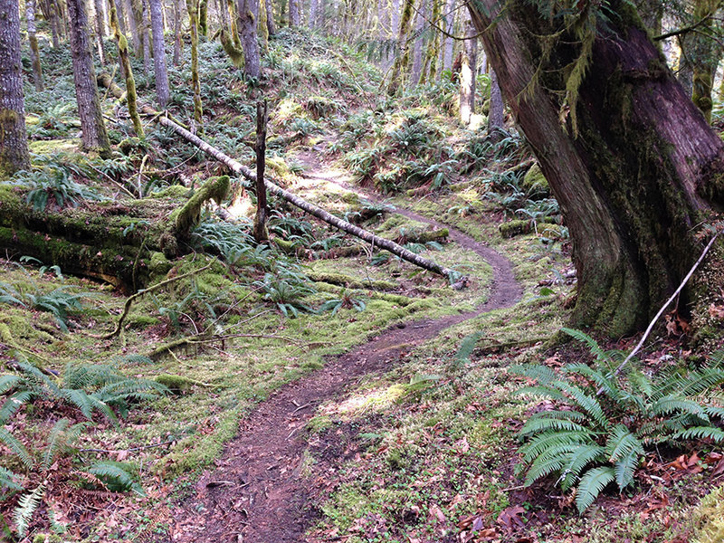 Perfect curves on the Lewis River trail!