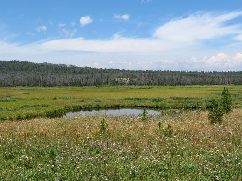 Elk Meadow