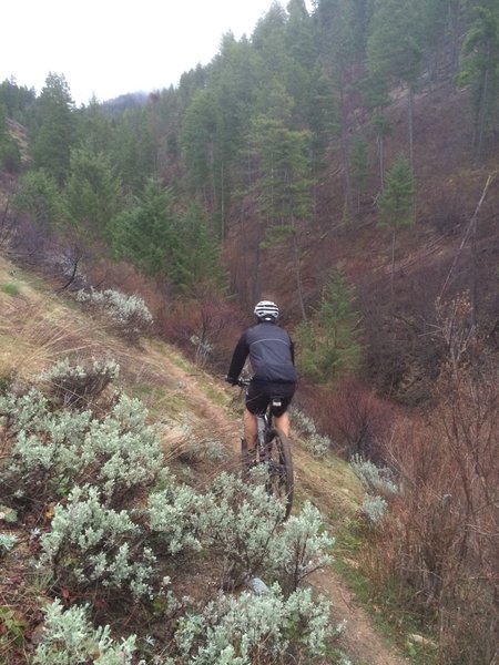 Riding uphill (east) and about to enter the trees on the Shingle Creek Trail.