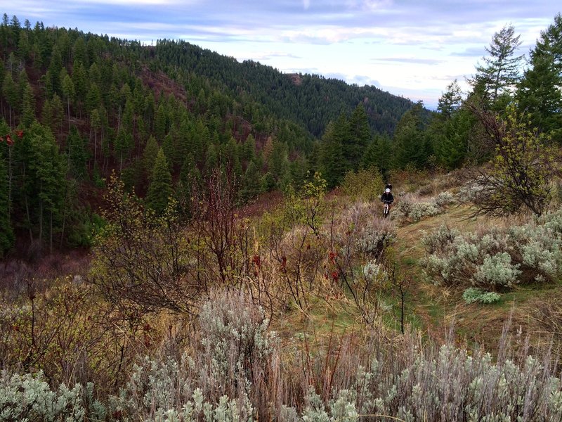 The final clearing on Shingle Creek Trail before you reach the ridge road.  Beautiful scenery!