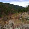 The final clearing on Shingle Creek Trail before you reach the ridge road.  Beautiful scenery!