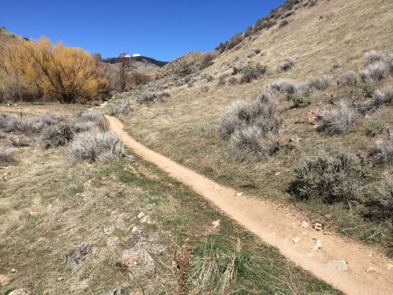 Nice mellow singletrack follows the creek all the way up the gulch.  On the Five Mile Gulch Trail.