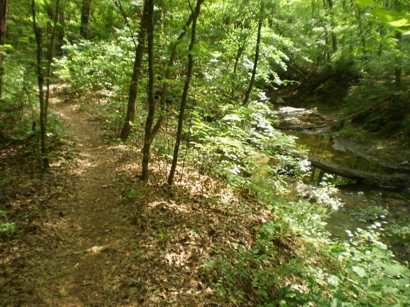 Next to the Long Branch Stream in Dauset Hills