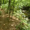 Next to the Long Branch Stream in Dauset Hills