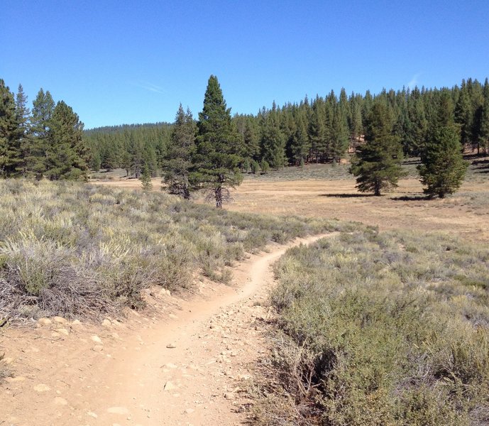 High meadow along the Emigrant Trail.