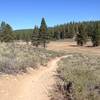 High meadow along the Emigrant Trail.