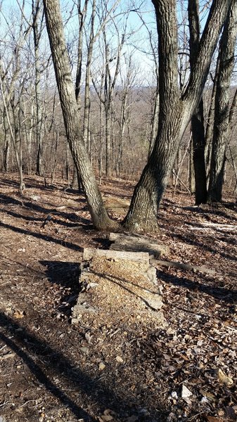 Jump through a tree on Horton's Loop