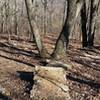 Jump through a tree on Horton's Loop