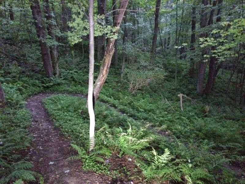 A switchback in the early morning hours on Billygoat Trail.