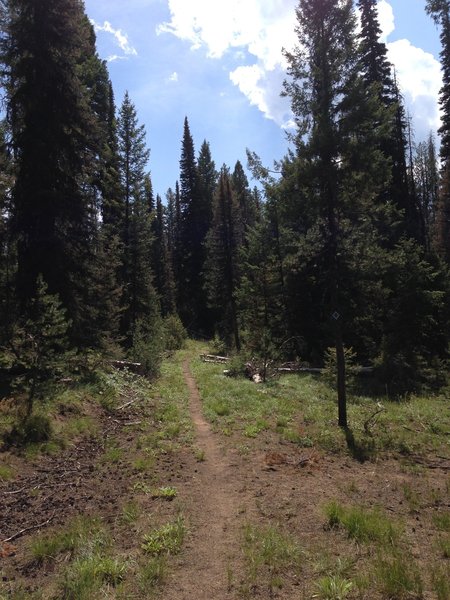 Banner Ridge Trail