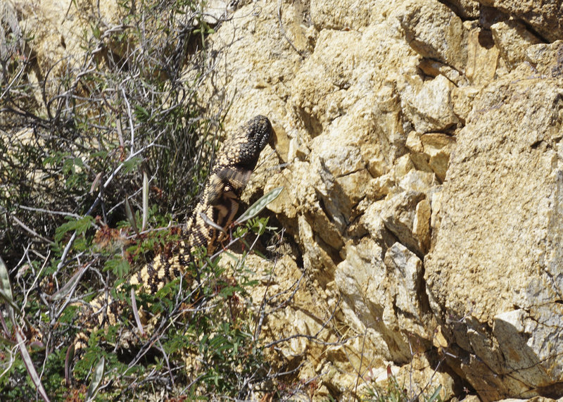 Gila Monster on Ridgeline trail.