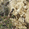 Gila Monster on Ridgeline trail.