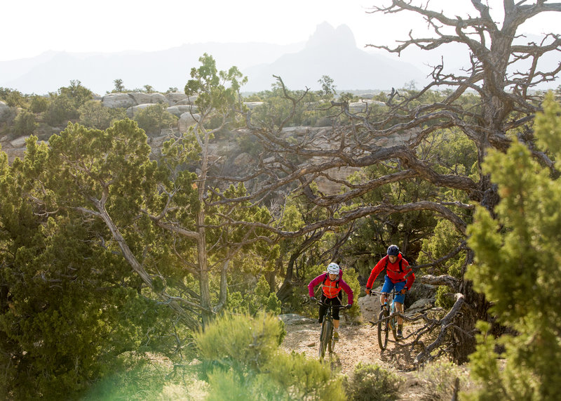 The North Rim trail has plenty of forested sections and views of Zion National Park.