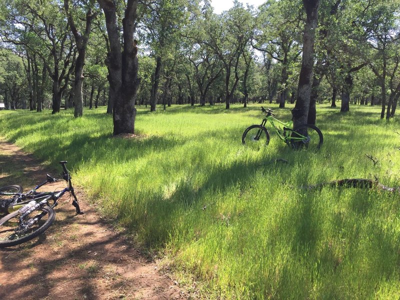 Near the junction of the climb up "Dead Cow" trail.