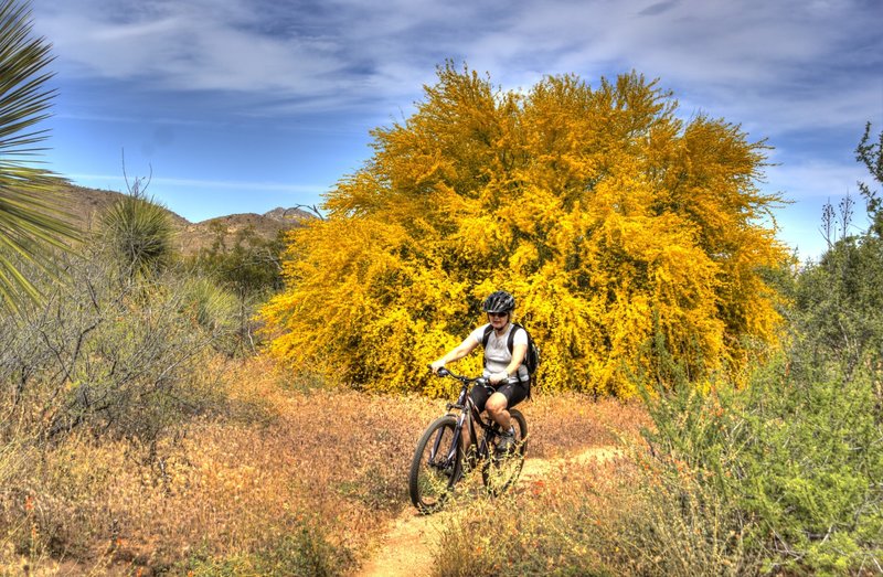 Riding by the Palo Verde tree in full bloom on the Gooseneck Trail