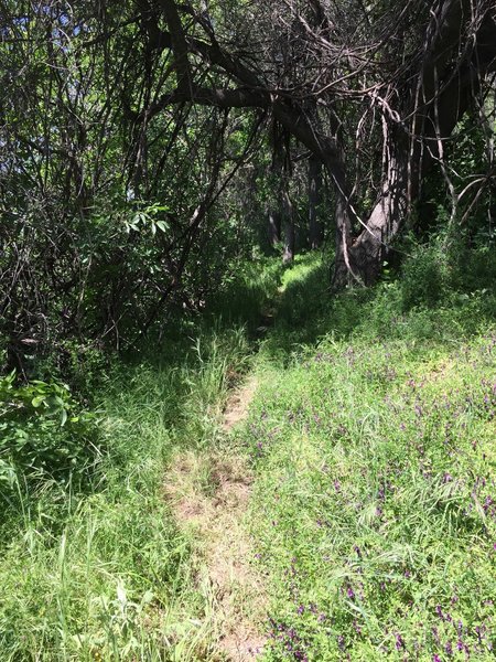 This section by the river is a bit overgrown in spots.  There is some HAB as well.