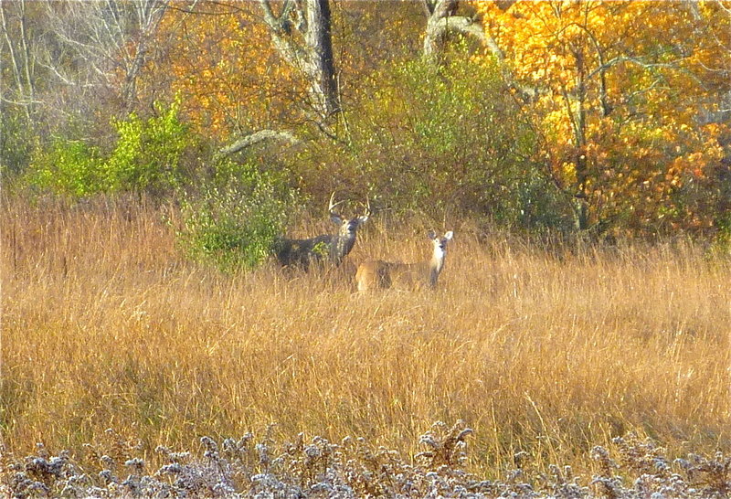 Fall wildlife