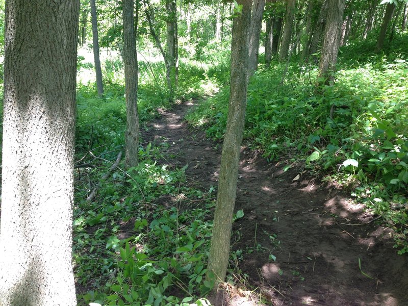 Fresh trail - Burchfield Advanced MTB Loop