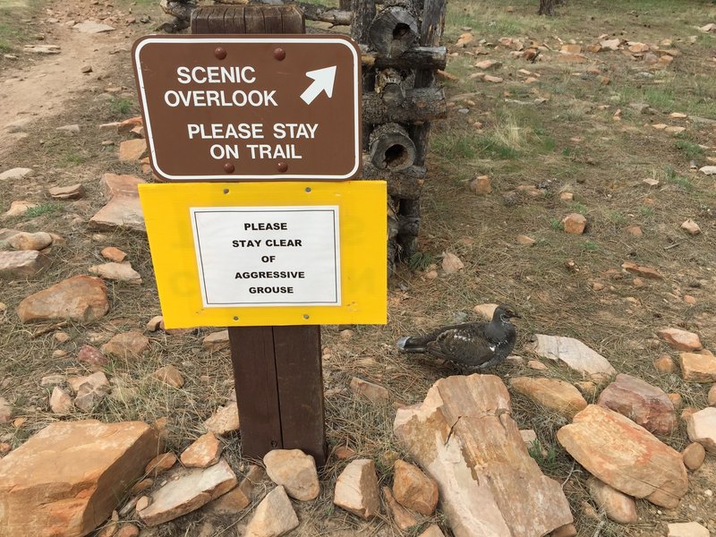 A sign warning of an aggressive grouse and the aggressive grouse