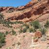 The rim on Mescal loop is incredibly beautiful! The views from the rim are equally as amazing. Fun a$$ ride and beautiful scenery.