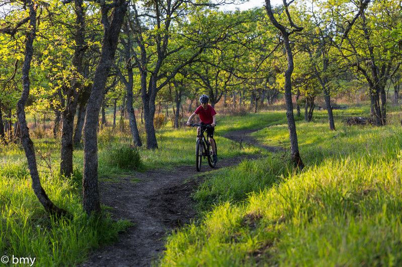 Gentle flow on the Madrone Trail