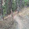 Rare forested singletrack in Calgary - Eastlands-Edworthy Connector Trail