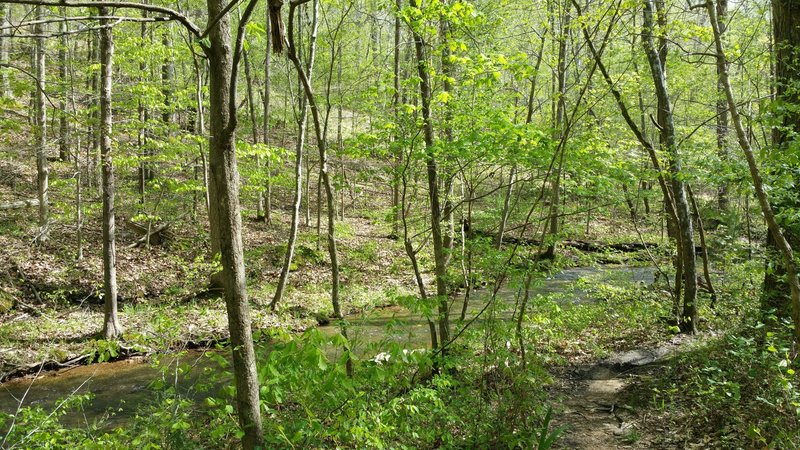 Hayne Branch at the end of the Green trail