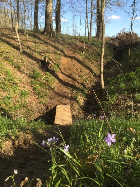 Wooden bridge crossing a ravine on Trail C.