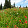 Meadow above Boulder Lake in Payette National Forest