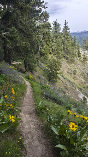 Spring flowers on Rosie Boa Trail