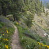 Spring flowers on Rosie Boa Trail