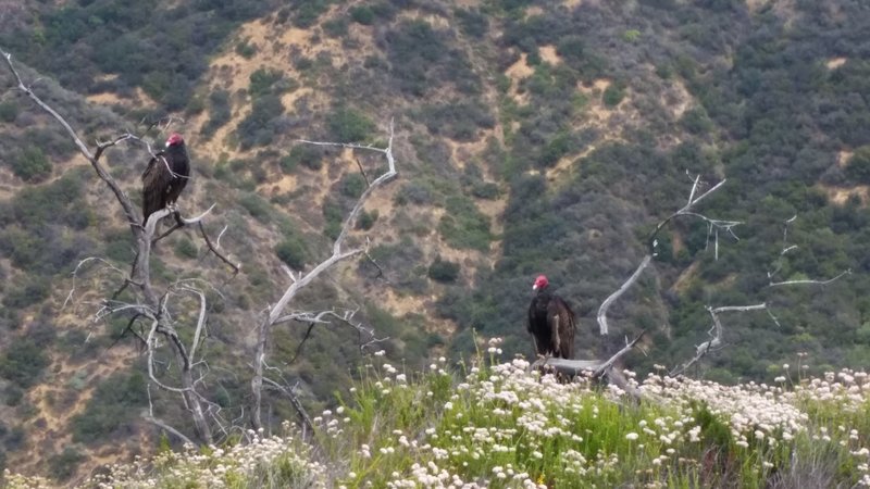 Saw 2 of these red-headed vultures (Sarcogyps calvus) is also known as the Asian king vulture, Indian black vulture or Pondicherry vulture. Sitting on a tree as I rode by..