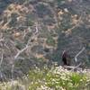 Saw 2 of these red-headed vultures (Sarcogyps calvus) is also known as the Asian king vulture, Indian black vulture or Pondicherry vulture. Sitting on a tree as I rode by..